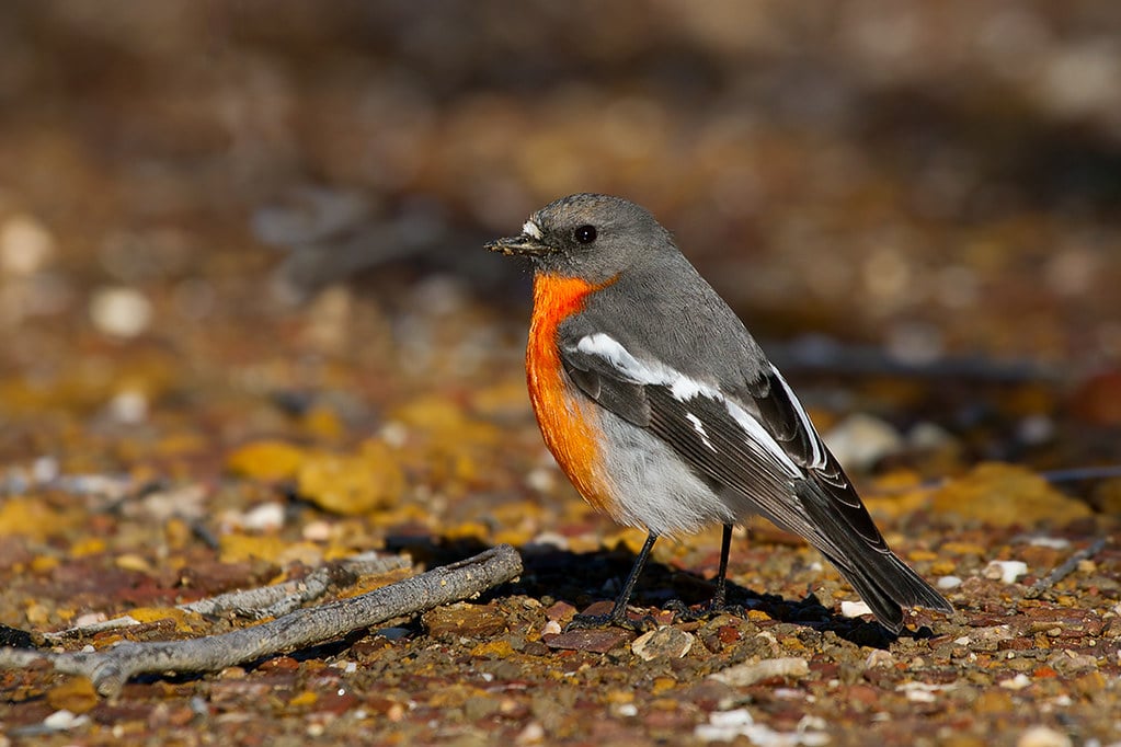 Flame Robin