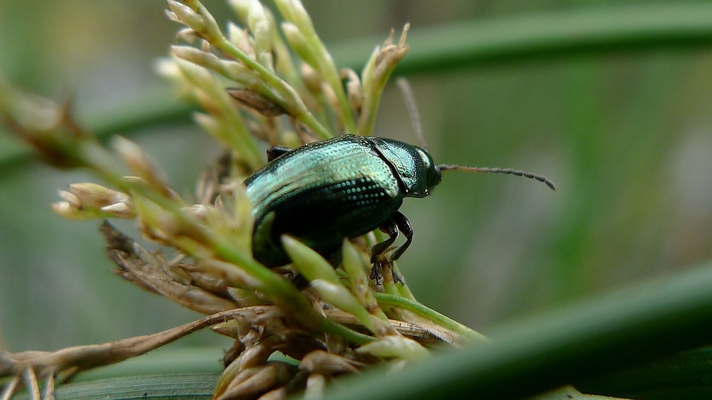 Flea Beetle