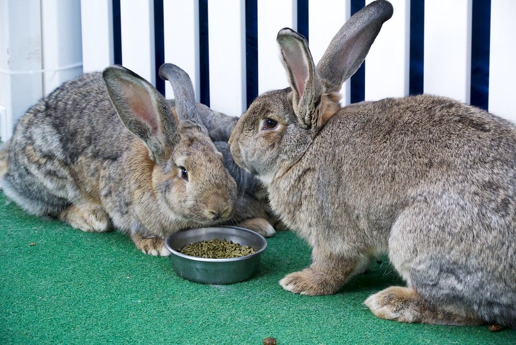 Flemish Giant - Giant Rabbit Breeds