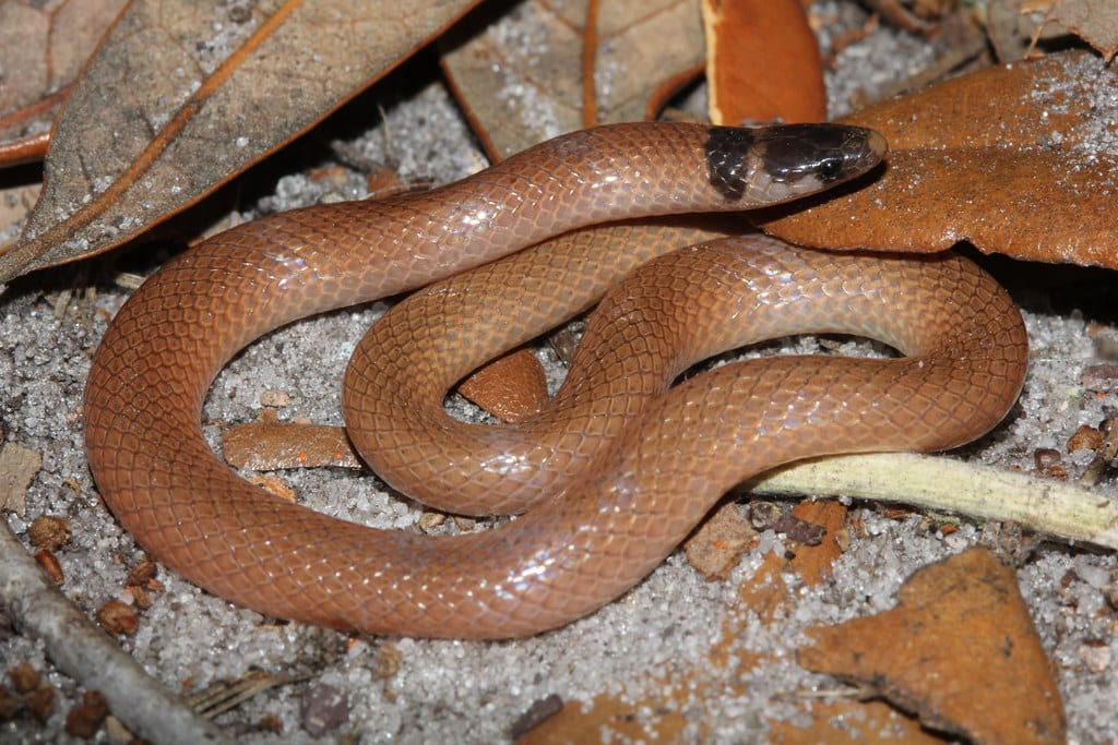 Florida Crowned Snake