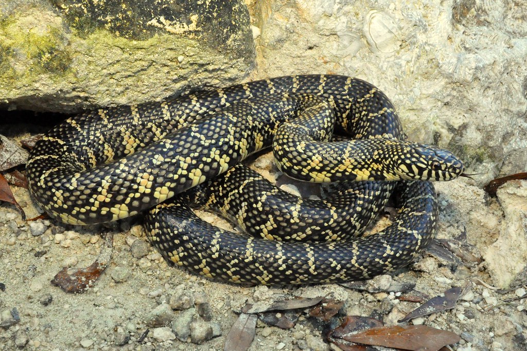 Florida Kingsnake