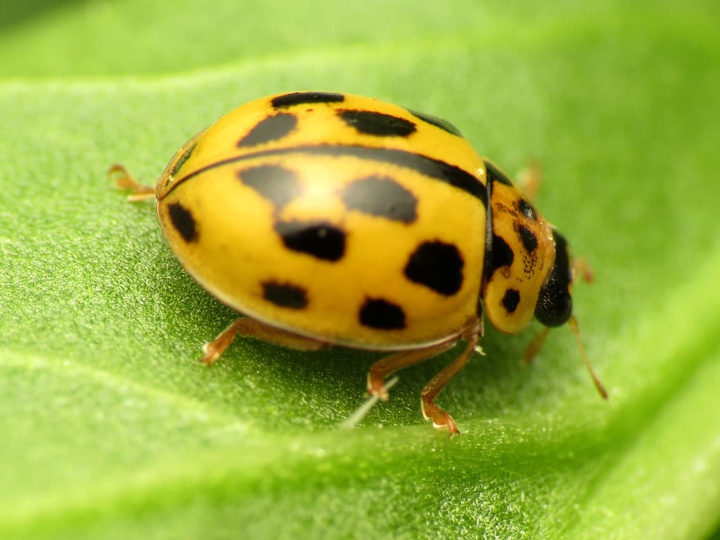 Fourteen-spotted ladybugs Beetle