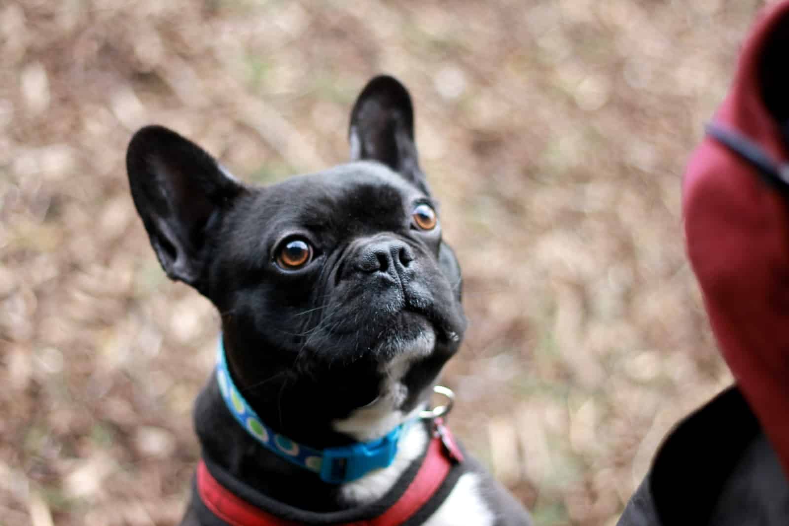 French Bulldog Names