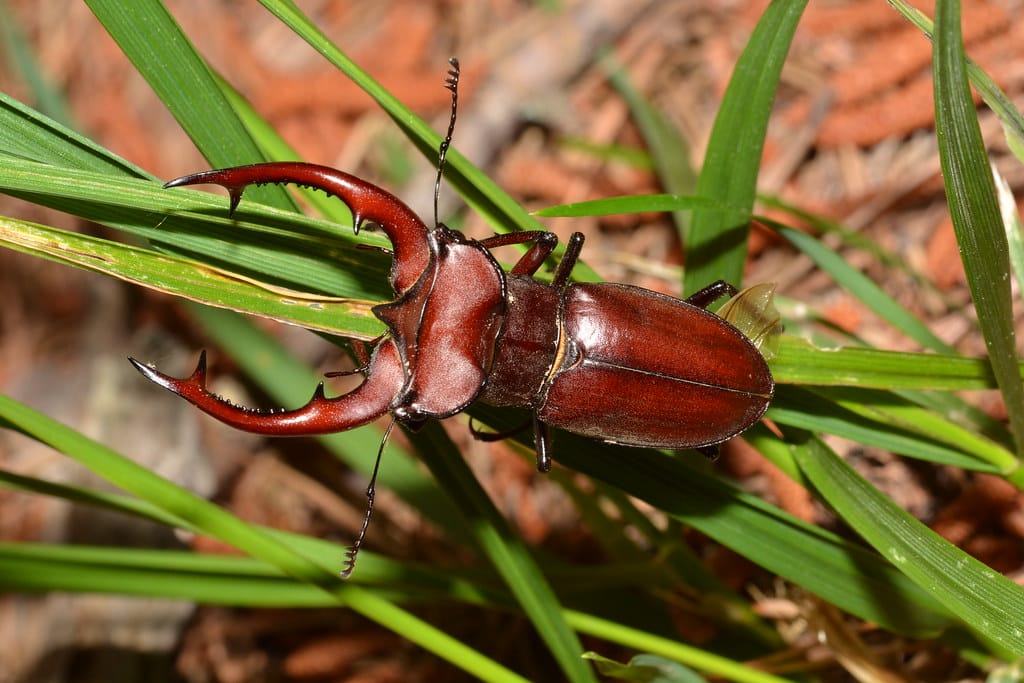 Giant Stag Beetle - Types of Beetles in Pennsylvania  