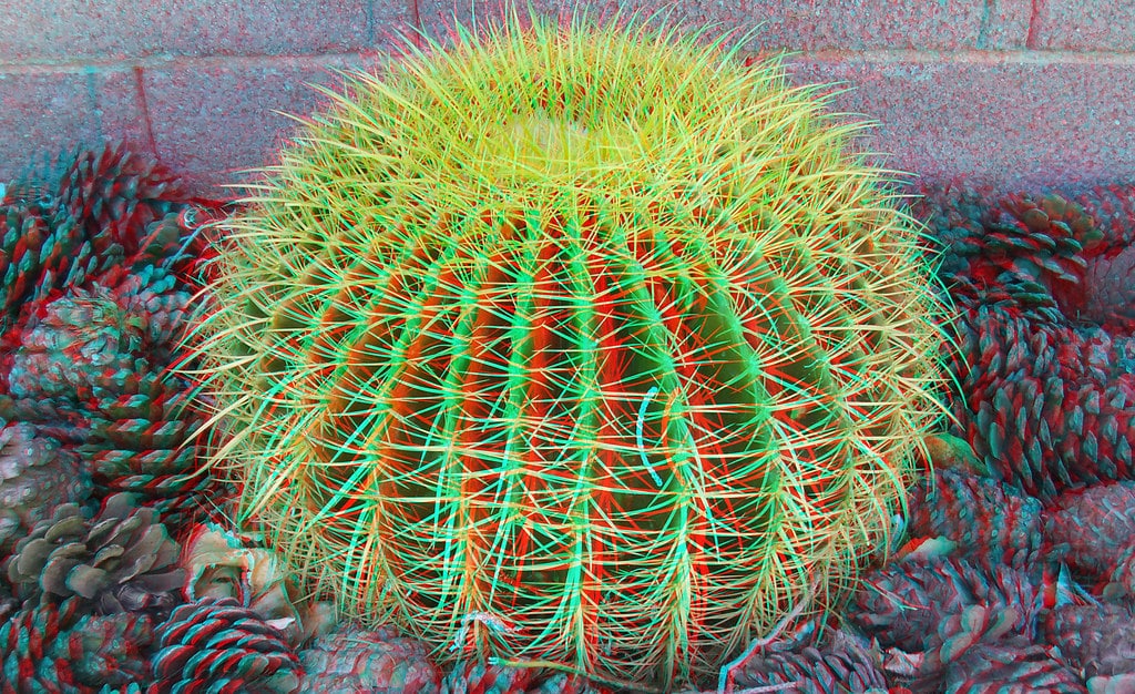 Golden Barrel Cactus