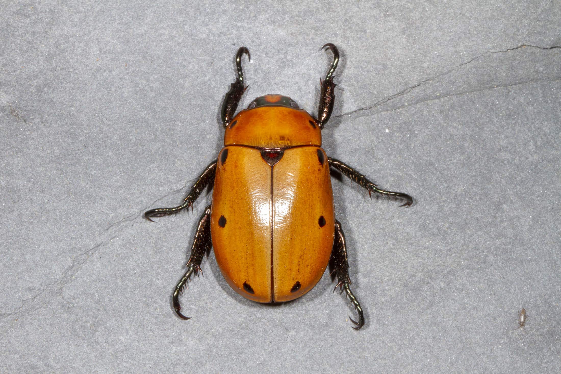 Grapevine Beetle - Types of Beetles in Pennsylvania 