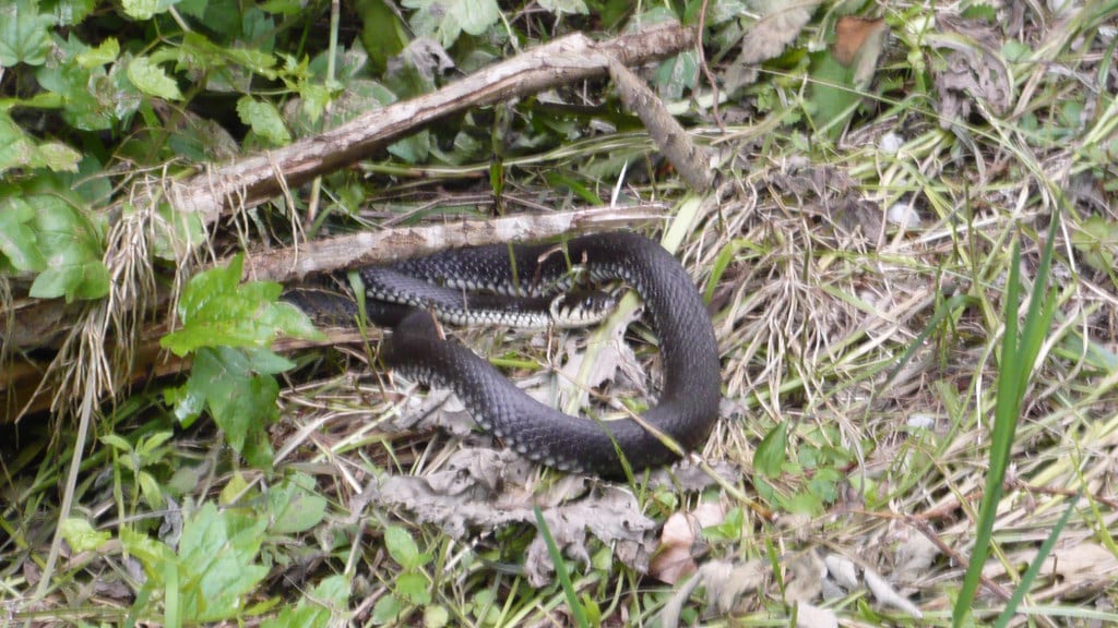 Grass Snake 