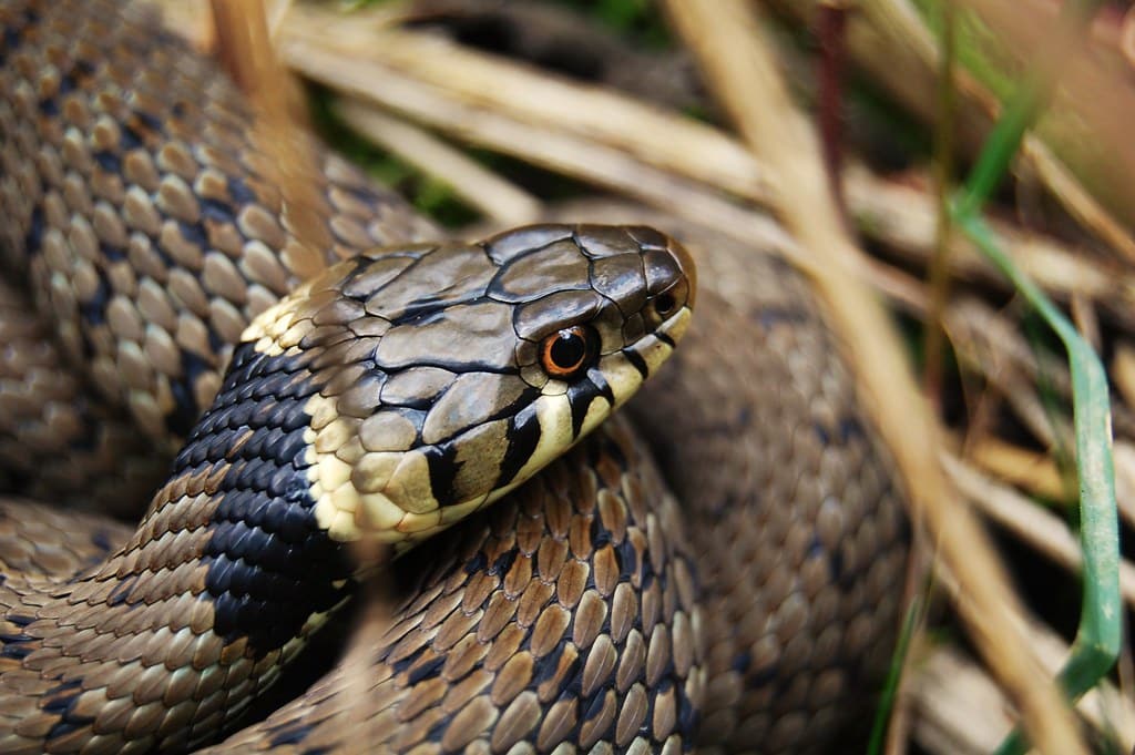 Grass Snake - Types of Snakes in Greece