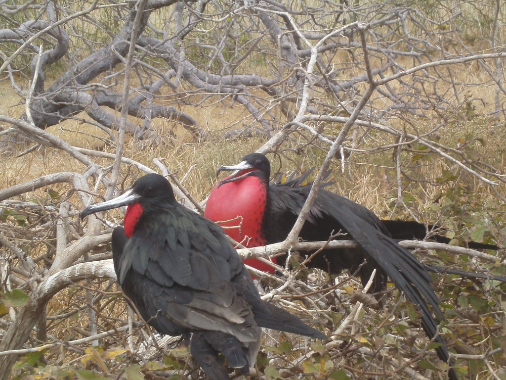 Great Frigatebird