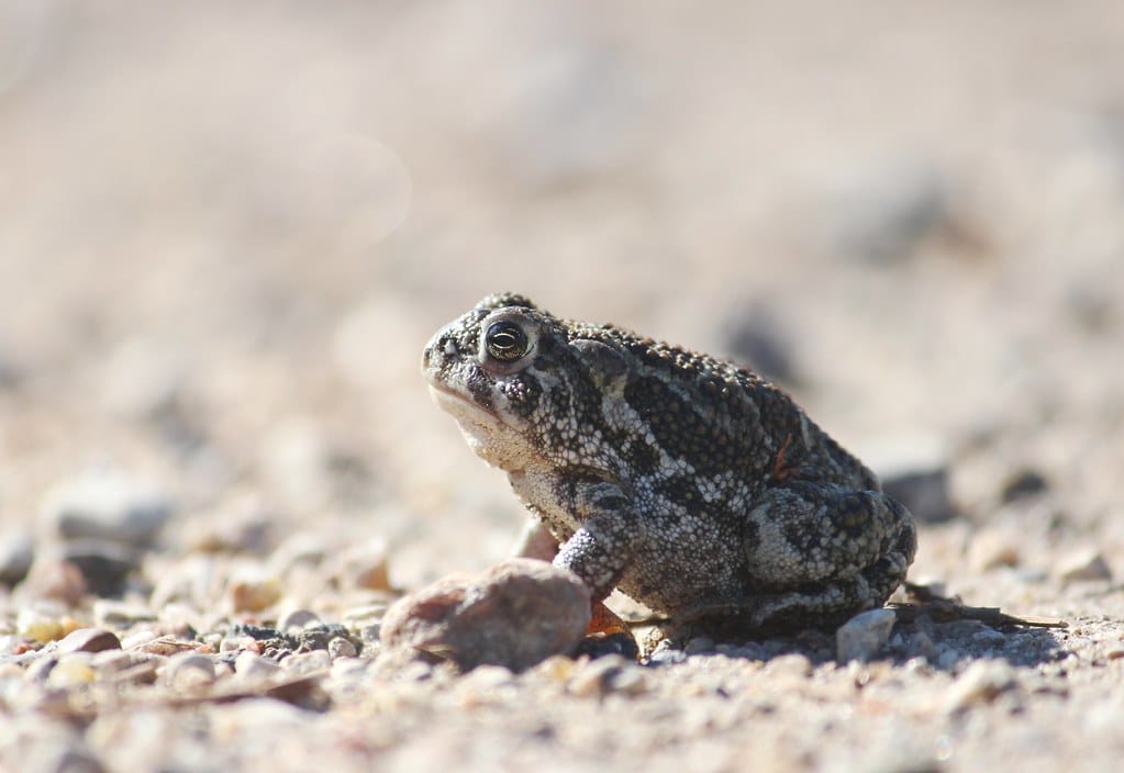 Great Plains Toad