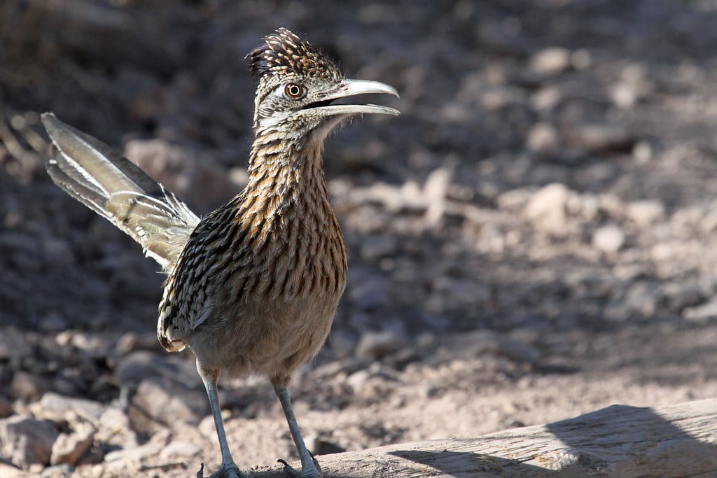 Greater Roadrunner