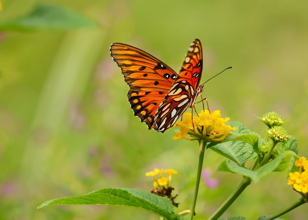 Gulf Fritillary