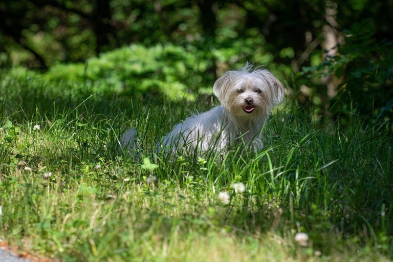 Havanese: Dog Breed Profile and Information