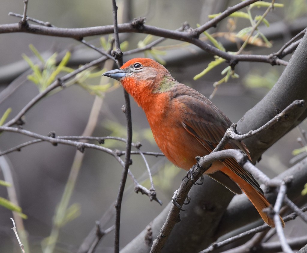 Hepatic Tanager