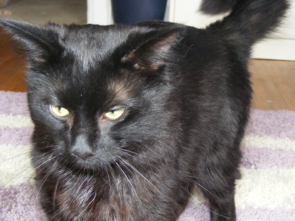 Himalayan Cat - Australian Cat Breeds