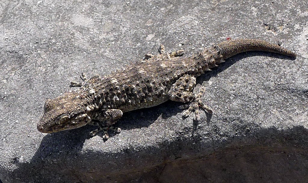 House Gecko in the Mediterranean