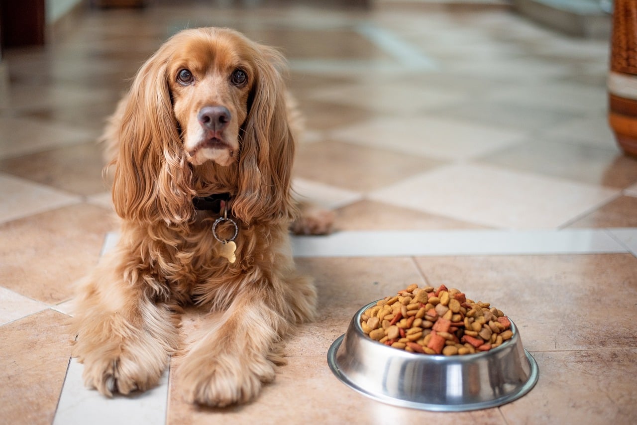 How to Soften Dry Dog Food