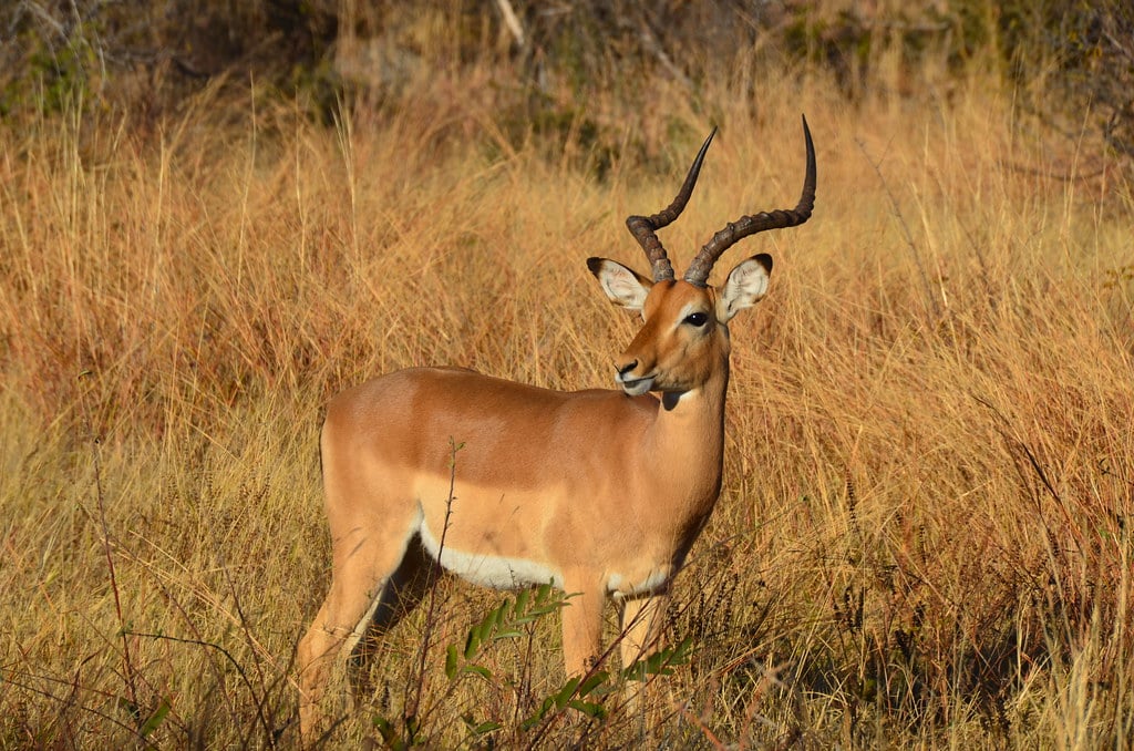Hwange National Park