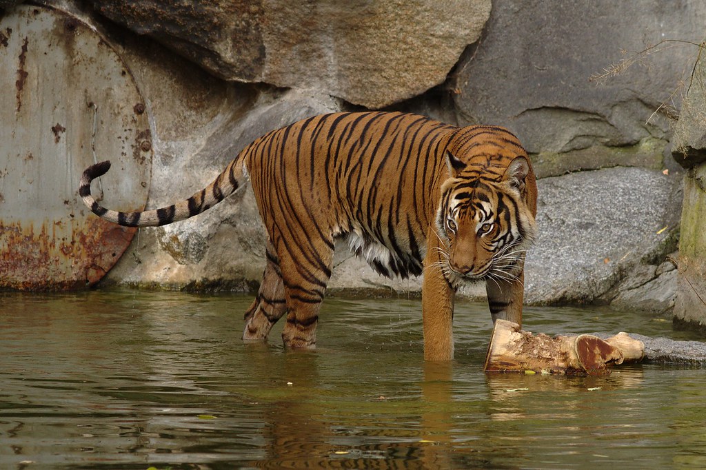 Indochinese Tiger