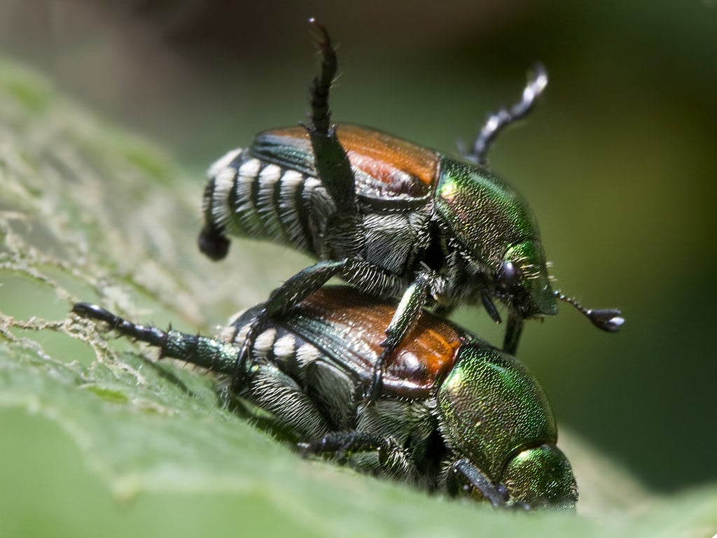 Japanese Beetles