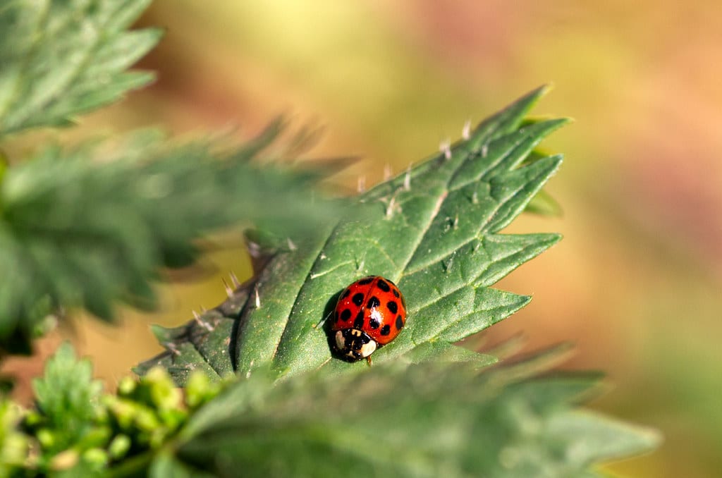 Japanese Lady Beetle