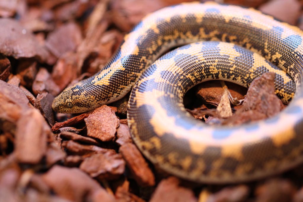 Javelin Sand Boa
