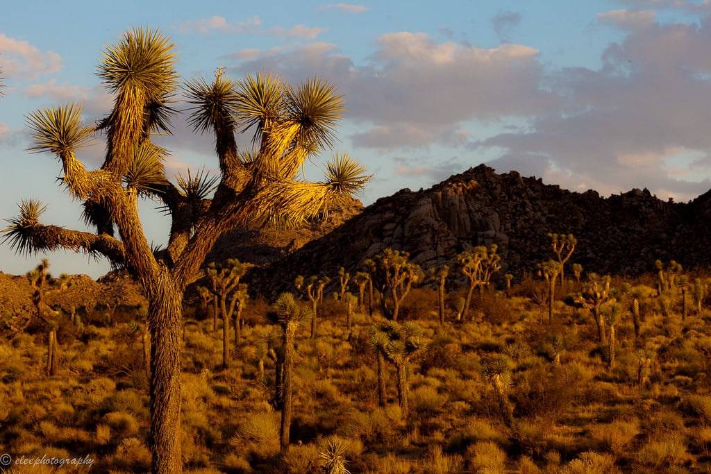 Joshua Tree