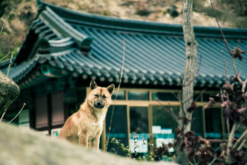 Korean Jindo