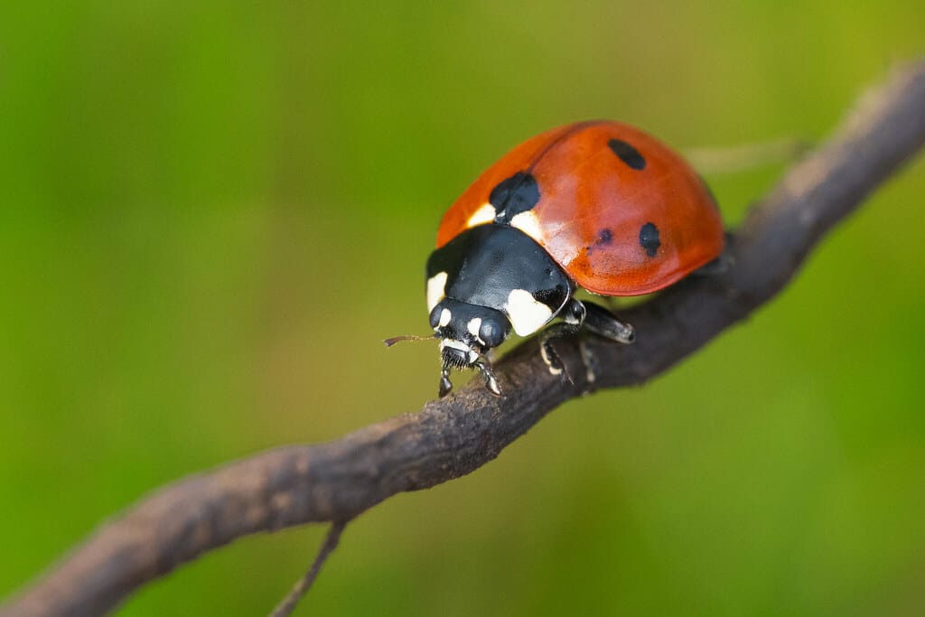 Ladybug