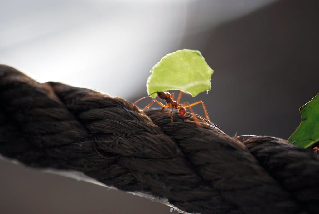 Leafcutter Ants