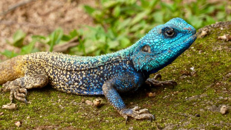 14 Different Types of Lizards in Greece