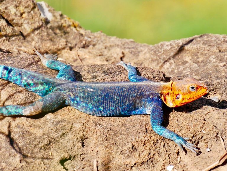 10 Different Types of Lizards in Missouri