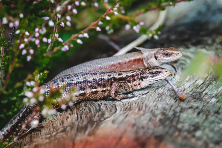 22 Different Types of Lizards in Nevada