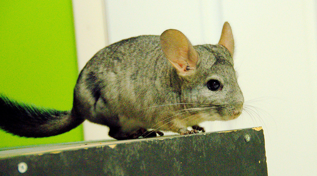 Long-Tailed Chinchilla