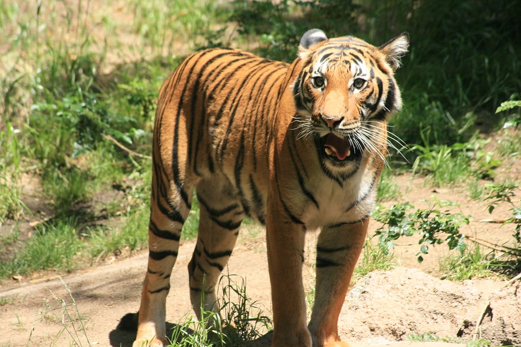 Malayan Tiger
