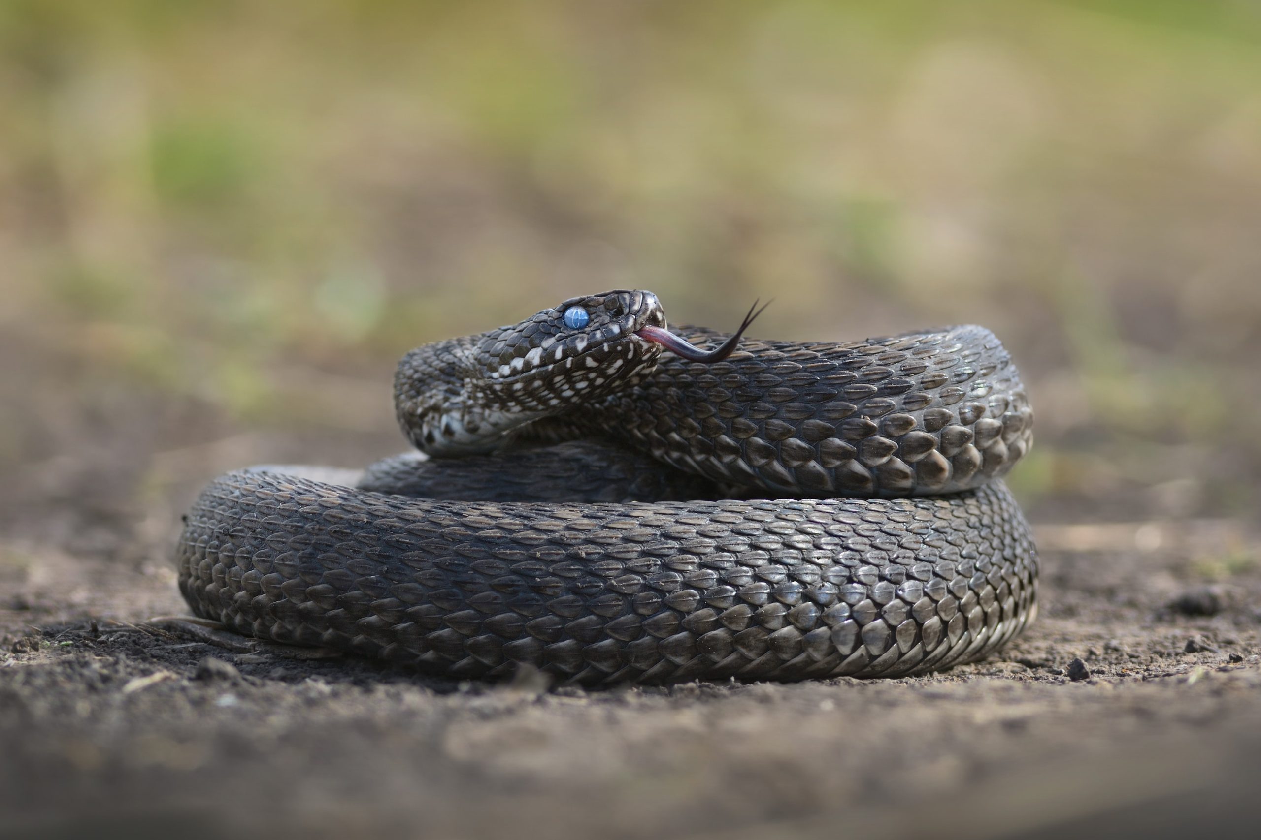 Meadow Viper - Types of Snakes in Greece