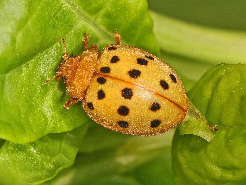 Mexican Bean Beetle