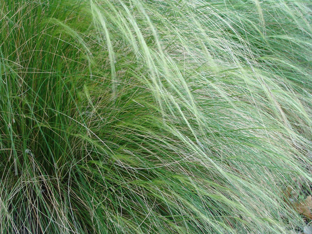 Mexican Feather Grass
