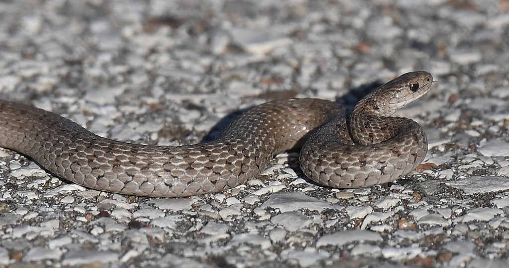 Midland Brown Snake