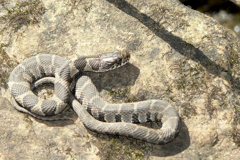 Midland Water Snake