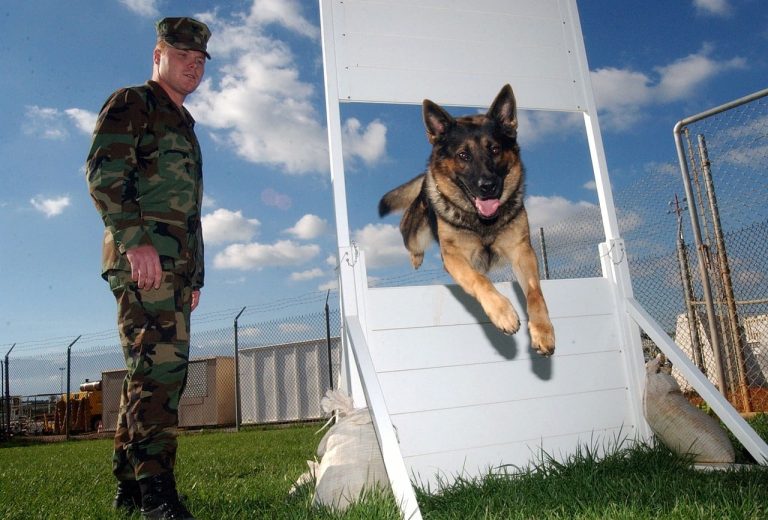 Top 10 Military Dog Breeds