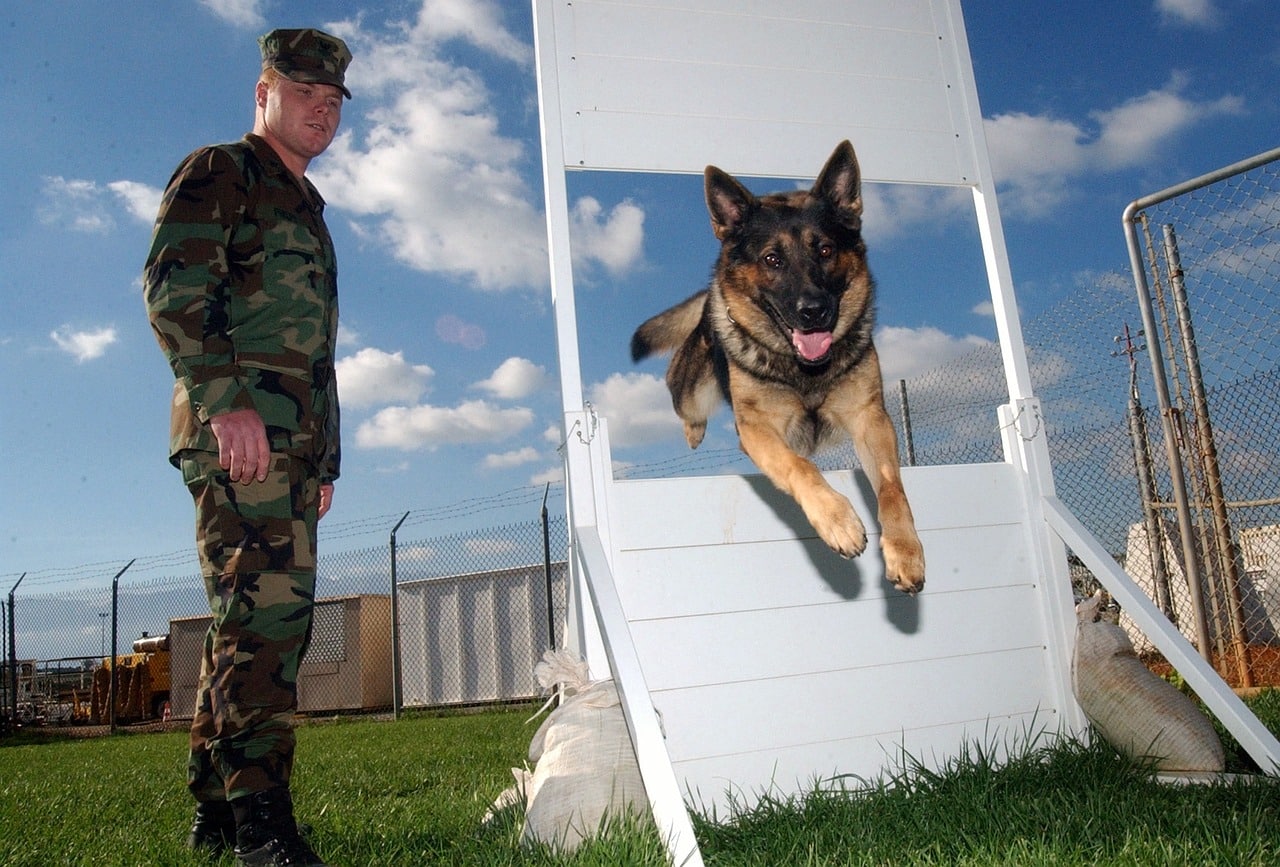 Military Dog Breeds