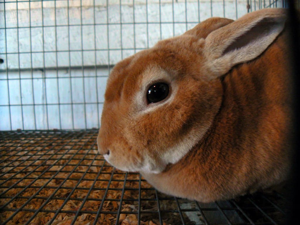 Mini Rex Rabbit
