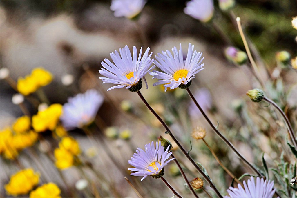 Mojave Aster