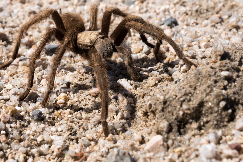 Mojave Desert Spiders
