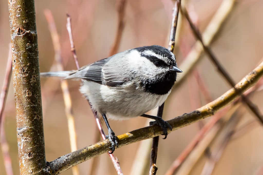 Mountain Chickadee