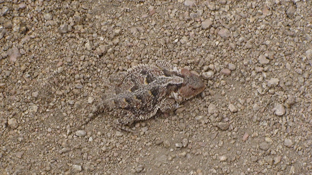 Mountain Short-horned Lizard