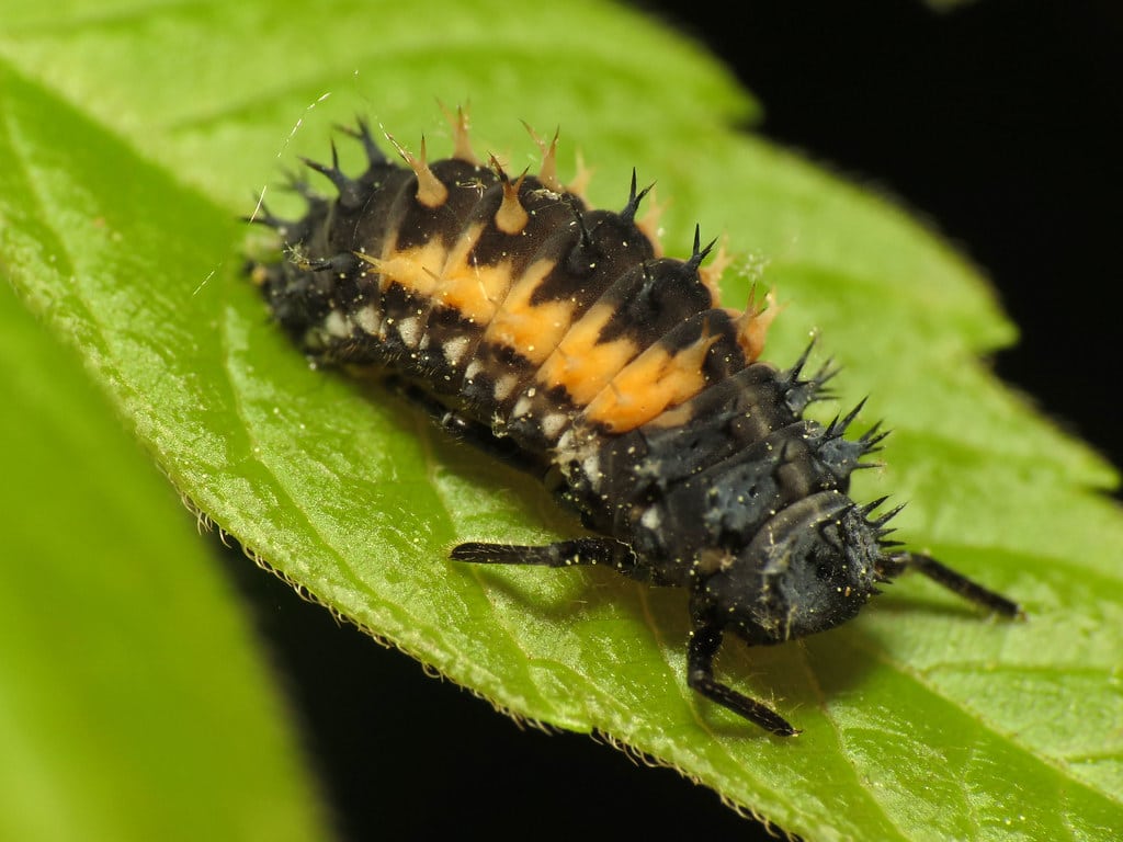 Multicolored Asian Beetles