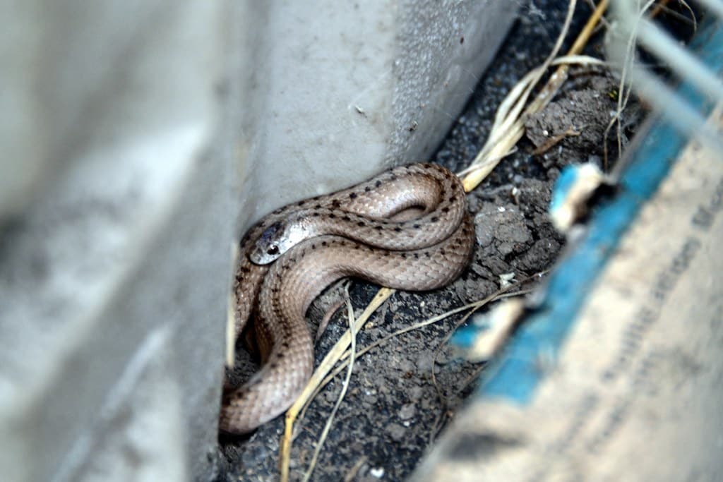 Northern Brown Snake 