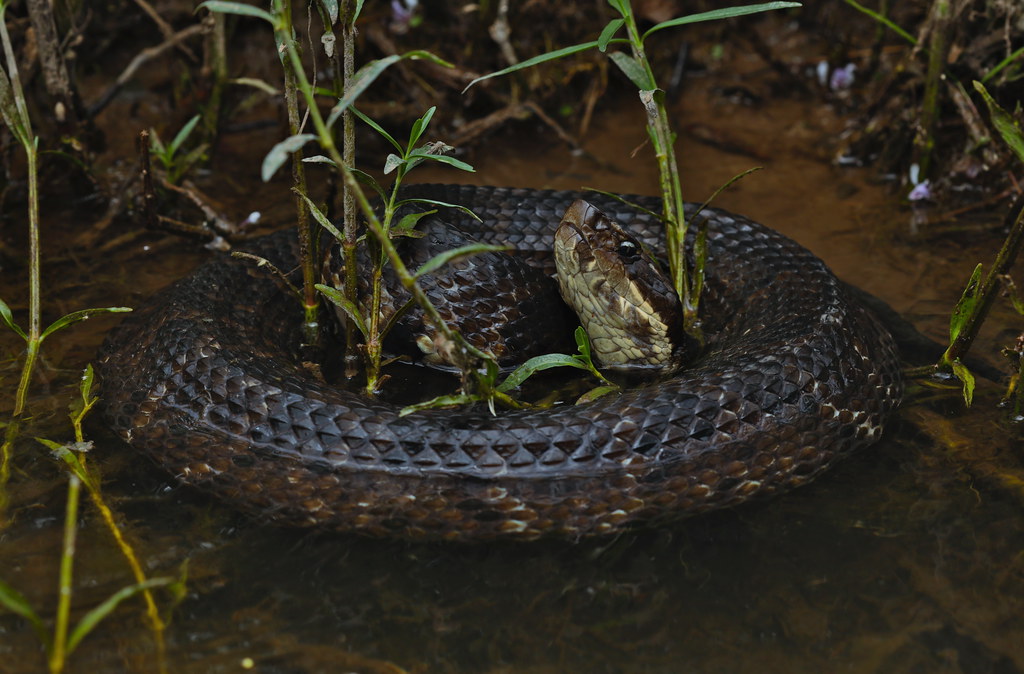 Northern Cottonmouth - Types of Snakes in Kansas
